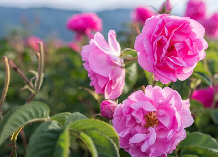 Rose essential oil with pink rose blossoms and green leaves
