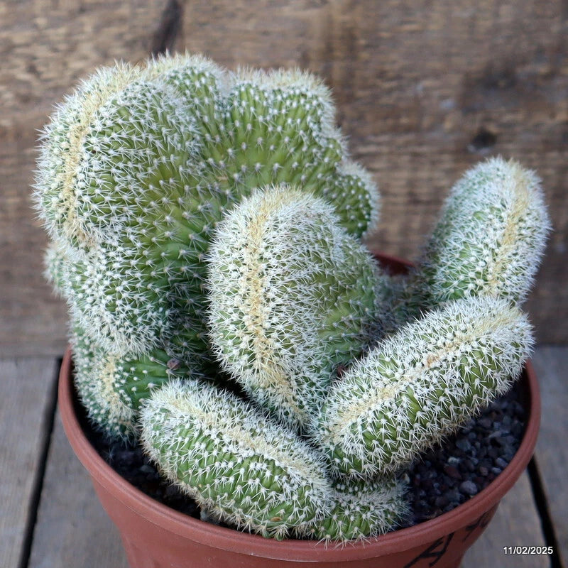 Potted green crested cactus in terracotta pot