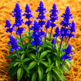 200+ BLUE SAGE SEEDS MOSQUITO REPELLENT HERB PERENNIAL HEIRLOOM FREE SHIPPING! Green Plant