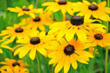 Black Eyed Susan Seeds, Rudbeckia Hirta, Classic Wildflower, FREE SHIPPING Daisies