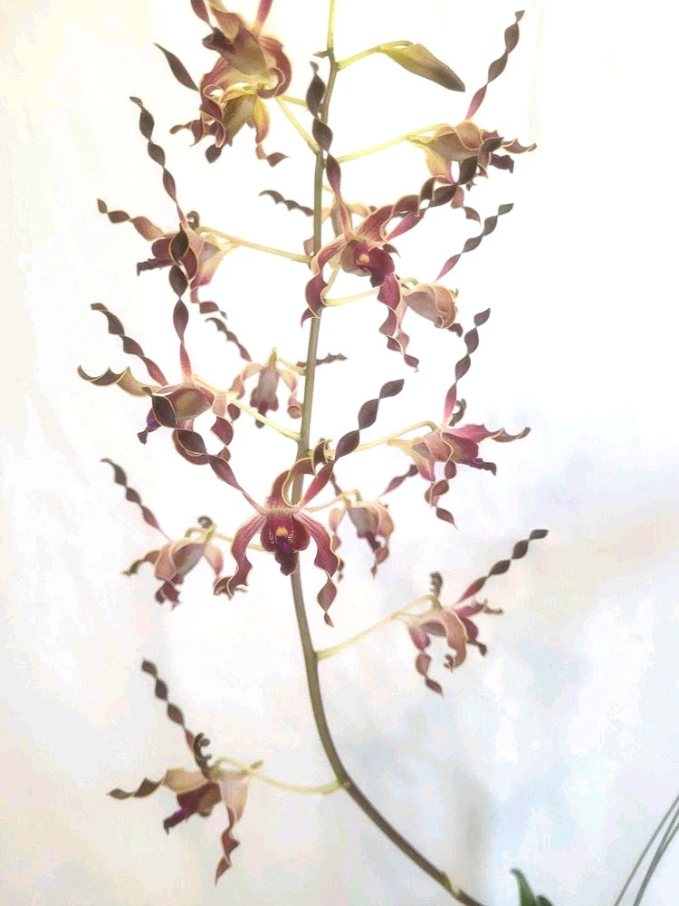 Orchid plant with branching stem and small reddish-brown flowers and green leaves