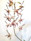 Dendrobium  Naoki Kawamura #7. (Actual Plant) Orchids