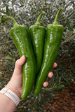 150 Heirloom Giant NuMex BIG Jim Legacy Hatch Chili Seeds Mild Foot Long Pepper Garden Plants