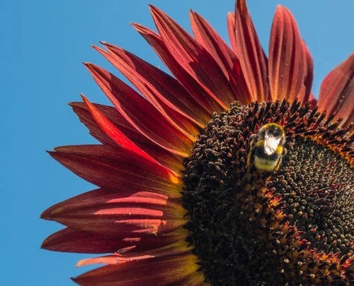 Sunflower Seeds for Planting- Vibrant Red Velvet Queen, Heirloom, Non GMO Sunflower