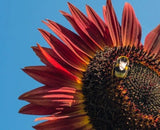 Sunflower Seeds for Planting- Vibrant Red Velvet Queen, Heirloom, Non GMO Sunflower