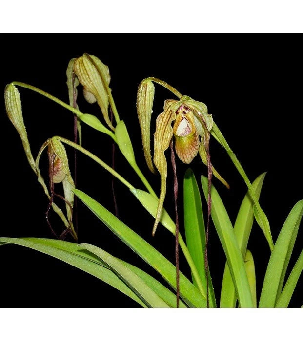 Bronze and olive orchid flowers with striped petals on green leaf blades