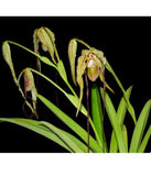 Phragmipedium Majestic Tresses Bronze Olive Mahogany Orchid New Lead 4Ó Pot Orchids