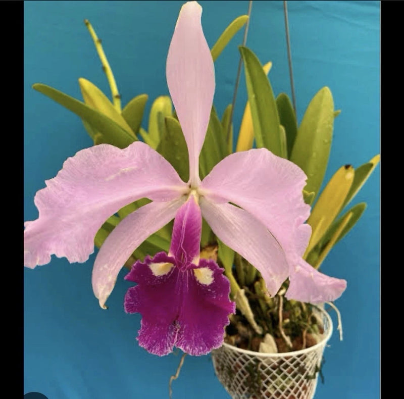 Pink orchid blossom with purple lip and green leaves in a woven basket