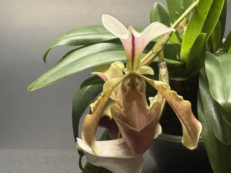 Blooming orchid plant with cream, brown, and pink blossoms and green leaves