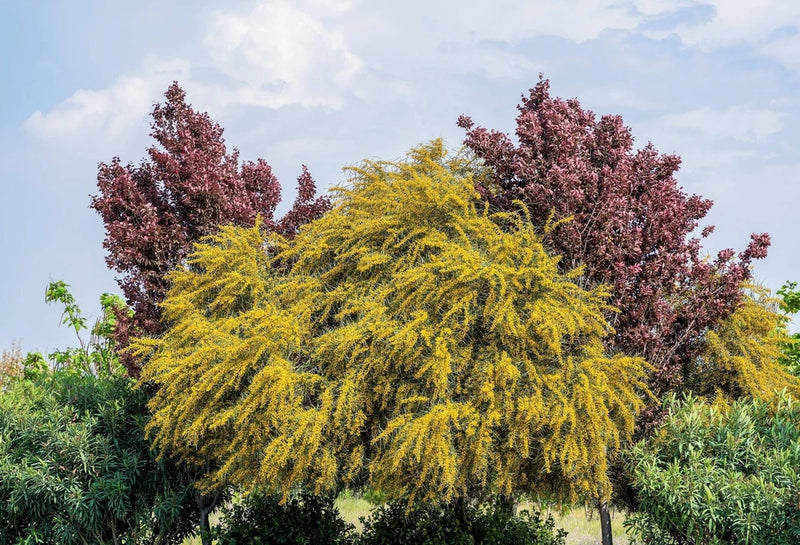 10 GOLDEN MIMOSA Acacia Baileyana Yellow Wattle Tree Flower Seeds Flowering Plants