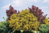 10 GOLDEN MIMOSA Acacia Baileyana Yellow Wattle Tree Flower Seeds Flowering Plants