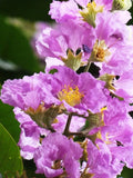 Lagerstroemia speciosa flos reginae Tree 20 Seeds Queens Crape Myrtle Herb Flowering Plants