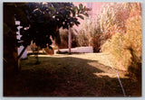 Vintage Photo Mediterranean Garden With Citrus Tree and Pampas Grass 1980s Pampas Grass