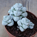 D7592 CRASSULA DECEPTOR pot8,5-H6-W8 cm MaMa Cactus Green Plant
