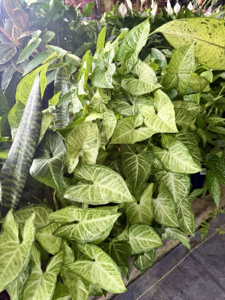 Arrowhead plant with light green speckled leaves in dense foliage