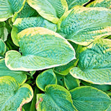 20 CHRISTMAS TREE HOSTA SEEDS Garden Plants