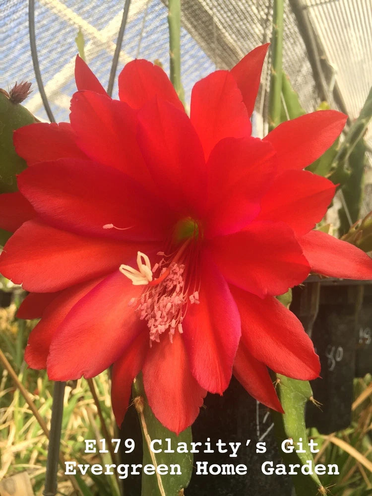 Red epiphyllum orchid cactus flower bloom in starter pot