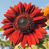 Red Sunflowers Rare Velvet 20 seeds Organic Plants Garden Colorful Garden Plants