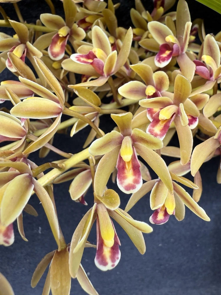 Cymbidium orchid plant with pale yellow buds and magenta-pink centered blooms