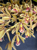 Cymbidium Pee Wee Orchid Plant Orchids