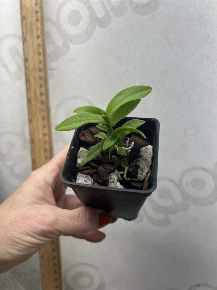 Small potted orchid plant in a black nursery pot with green leaves