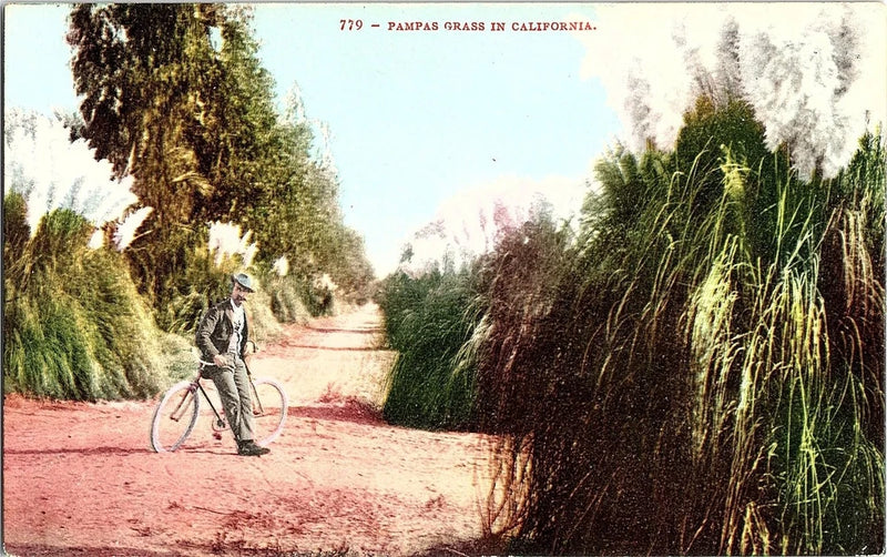 Bicyclist in Pampas Grass in California Edward H. Mitchell 1910 Postcard Pampas Grass