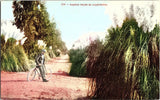 Bicyclist in Pampas Grass in California Edward H. Mitchell 1910 Postcard Pampas Grass