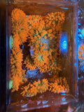 2Ó+ WWC Hawaiian Punch Rainbow Bubble Tip Anemones RBTA BTA Nem Great Coloration Anemone