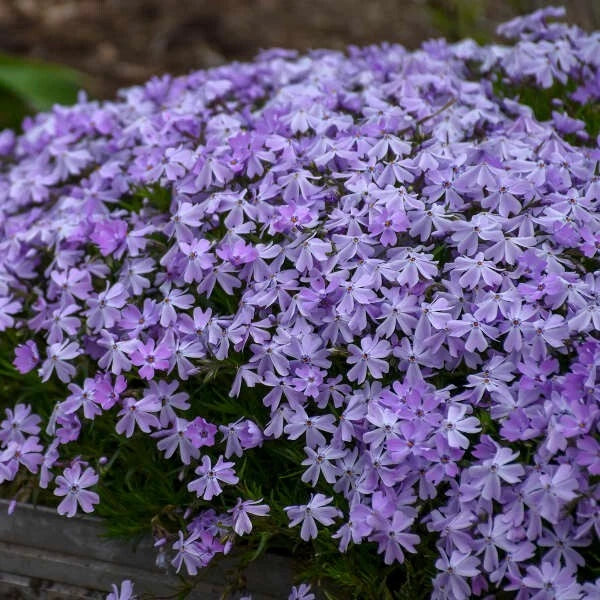 100+ Blue Emerald Creeping Phlox Seeds for Garden - USA - FREE SHIPPING! Garden Plants