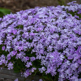100+ Blue Emerald Creeping Phlox Seeds for Garden - USA - FREE SHIPPING! Garden Plants