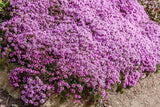 100 Walk On Me CREEPING THYME Thymus Serpyllum Herb Flower Seeds Garden Plants