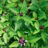 CINNAMON BASIL 150 SEEDS NON - GMO FRESH FOR GARDENS Garden Plants