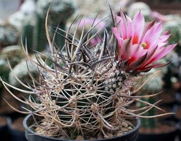 RareSucculent plant Echinocereus lindsayi  seedinggrowth Garden plant Garden Plants
