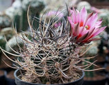 RareSucculent plant Echinocereus lindsayi  seedinggrowth Garden plant Garden Plants