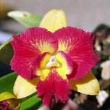 (181a4) Pot. Burana Fire Momilani    young plant Orchids