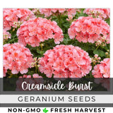 100+ Geranium Seeds -Creamsicle Burst- Fragrant - Fresh Flower Seeds Non GMO Flowering Plants