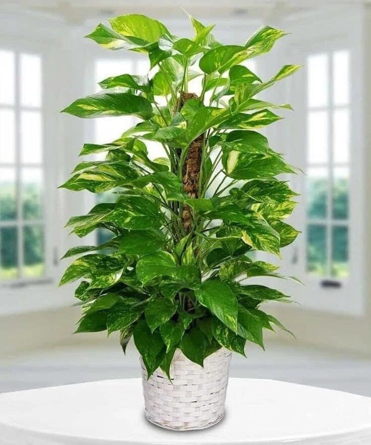Variegated pothos plant with glossy green leaves in a white woven pot