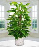 Pothos Variagate Plant,Pothos Variagate Plant Orchids