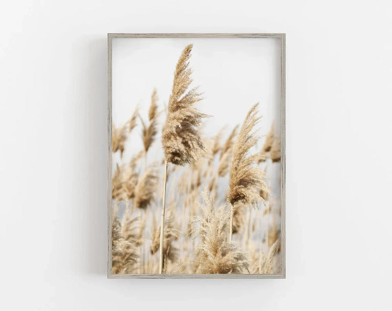 Pampas Grass Photograph Poster Premium Quality Choose your Size Pampas Grass