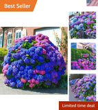 GMO-Free 35pcs Hydrangea Seeds - Colorful Perennials for Landscape Elegance Hydrangea