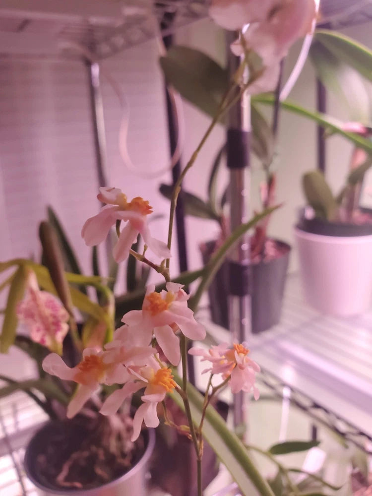Unusual Fragrant Orchid Species Coelogyne trinervis Orchids