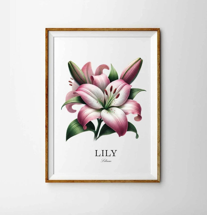 Lily Flower Botany Hand Drawn Illustration Print Lily