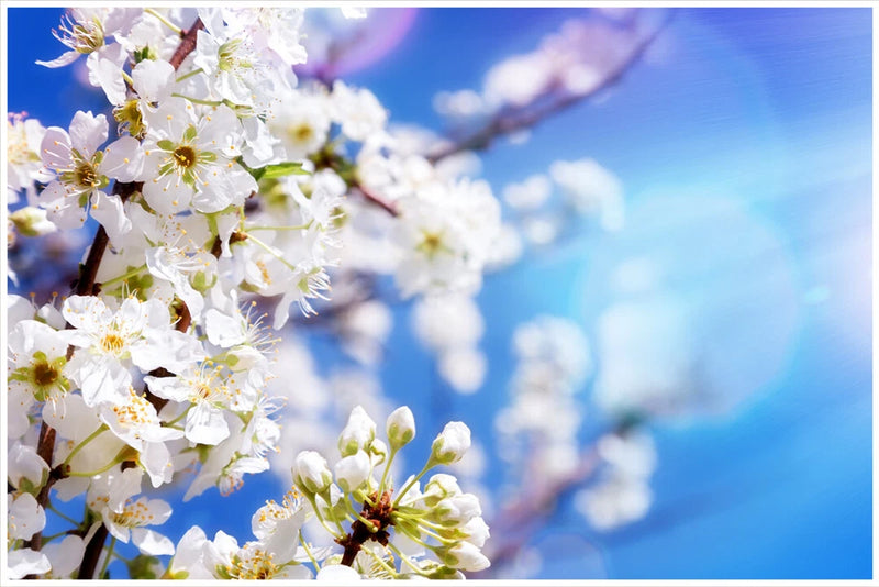 Botanical art poster with close-up white blossoms on a flowering branch