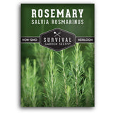 Rosemary Seeds for Planting Ð Heirloom Rosemary Herb Salvia rosmarinus for In... Garden Plants