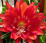 Orchid cactus flower with red-orange petals and pale stamens