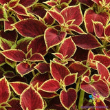25+ Premium Sun Crimson Gold Coleus Seeds for Garden - USA - FREE SHIPPING! Garden Plants