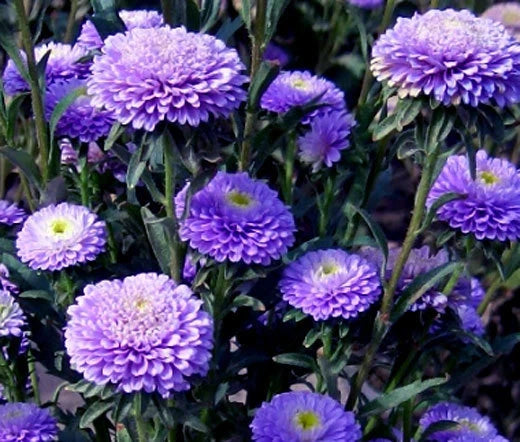 ASTER POMPON BLUE Callistephus Chinensis - 200 Bulk Seeds Garden Plants