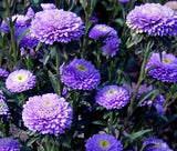 ASTER POMPON BLUE Callistephus Chinensis - 200 Bulk Seeds Garden Plants