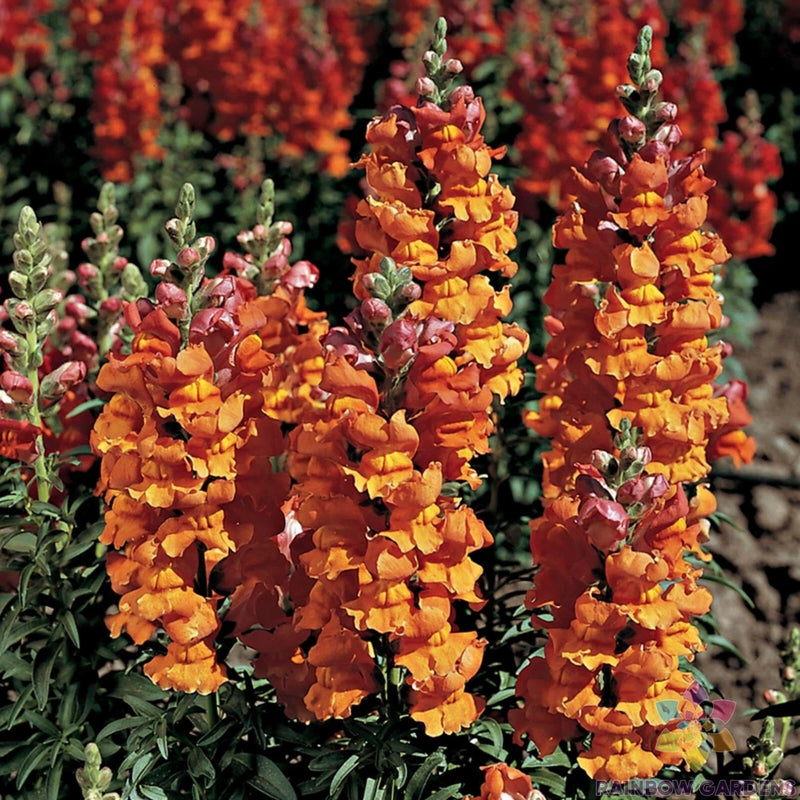 1000+ Liberty Bronze Snapdragon Seeds for Garden Planting - USA - FREE SHIPPING! Garden Plants