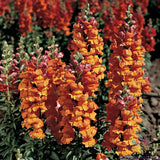 1000+ Liberty Bronze Snapdragon Seeds for Garden Planting - USA - FREE SHIPPING! Garden Plants